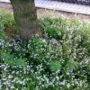 Claytonia Sibirica